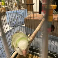 طوطی راهب نر ۱۴ ماهه سالم و رقاص|پرنده|تهران, سازمان برنامه جنوبی|دیوار