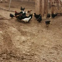 مرغ محلی|حیوانات مزرعه|اسفراین, |دیوار