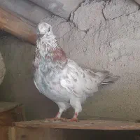 کبوتر ماده