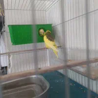 یک جفت مرغ عشق مولد