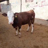 گوساله عروسکد