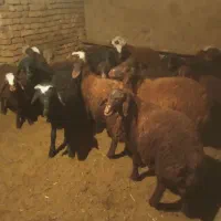 بره|حیوانات مزرعه|زالیان, |دیوار