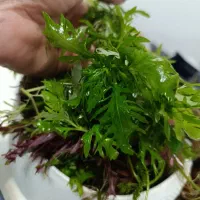 فروش گیاه طبیعی آکواریوم