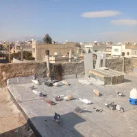 کبوتر شهری و سرور پرشی زرنگ