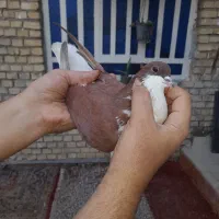 شیرازی خال سیاه