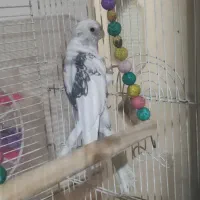 نرو دوکت عروس|پرنده|قم, شهرک امام حسن|دیوار