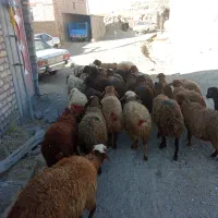 گوسفندماده|حیوانات مزرعه|بلبان آباد, |دیوار