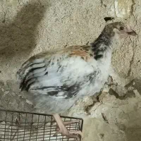 مرغ
