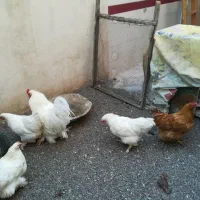 مرغ پا پر تخم گذار