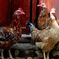 تخم مرغ گلین خال سوزنی۱۰۰ درصد نطفه