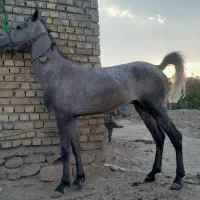 اسب نریان