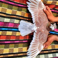 دمگیر خرقه نر پیازی|پرنده|اصفهان, جلفا|دیوار