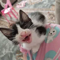 بچه گربه