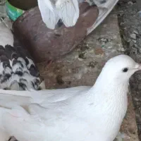 کفتر باخت رفته