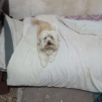 سگ پشمالو نر