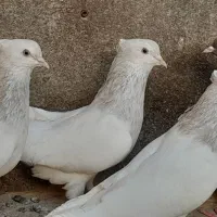 کله الماسی   طوقی قهوه ای و قرمز کله هفت رنگ|پرنده|مشهد, دانش|دیوار