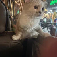 طوله بریتیش و اسکاتیش|گربه|مشهد, رسالت|دیوار