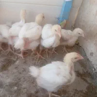 جوجه گوشتی ۱۷ روزه
