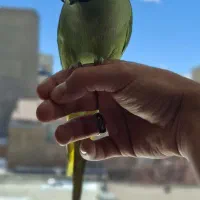 ملنگو ۱۵ماهه سخنگو کاملا اهلی رام