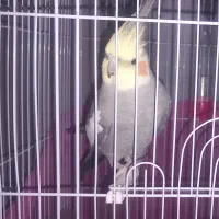 عروس هلندی سخنگو|پرنده|گلپایگان, |دیوار