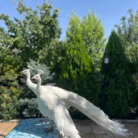 انواع نژاد های طاووس در سنین مختلف|پرنده|تهران, صادقیه|دیوار