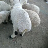 بره نر یکساله.چاق چله گوشتی .هر کسی خواست میفروشم|حیوانات مزرعه|خمک, |دیوار