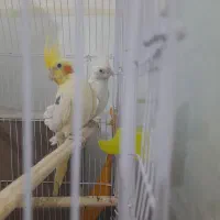 عروس هلندی|پرنده|پائین جام, |دیوار