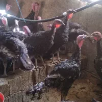 بوقلمون برنز