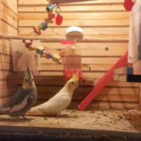 پرنده فروشی