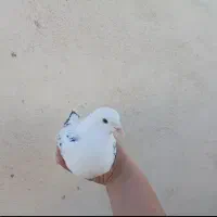 کبوتر|پرنده|گرگان, |دیوار