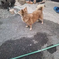 سگ بسیار زیبا و باهوش