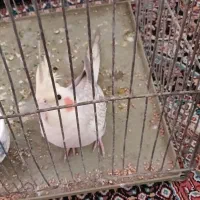 طوطی عروس|پرنده|رباط‌کریم, مسکن مهر آبشناسان|دیوار