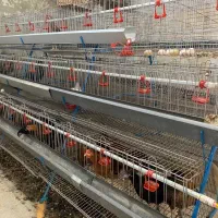 قفس منبری مرغ تخمگذار