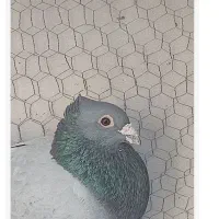 انواع کبوتر|پرنده|فردوس (خراسان), |دیوار