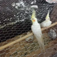 عروس هلندی یک نر یک ماده و یکی چهار ماهه|پرنده|گمیشان, |دیوار