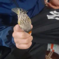 سهر دهن دار|پرنده|دورود, |دیوار