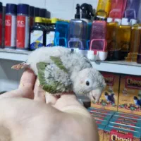 گرینچیک طوطی راهب ردچیک سرلاکی و دونخور و نرم خور|پرنده|کرج, شاهین‌ویلا|دیوار