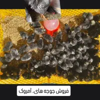 فروش ویژه جوجه های امروک برهما و نژادهای مختلف