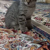 واگذاری|گربه|قزوین, |دیوار