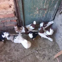 کفتر رنگی|پرنده|قزوین, |دیوار