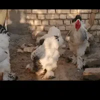 جوجه برهما از مولدغول پیکرگریدA لایت،بلو،بلک،سیلور
