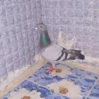 سه تاش باهم به فروش