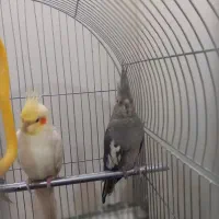 عروس‌هلندی|پرنده|سهند, |دیوار