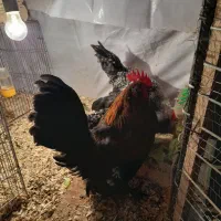 یوسل بلژیکی