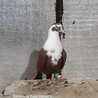 مخمل سرخ نر