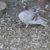 کبوتر گرفتنی پیس خطی چاهی|پرنده|قم, ولیعصر|دیوار