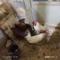 خروس|حیوانات مزرعه|معصومیه, |دیوار