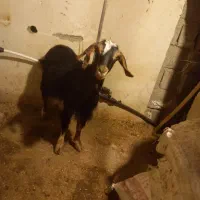 بز با بزغاله ماده