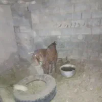 گوسفند فروشی