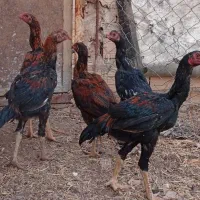جوجه خروس لاری